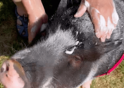 Bathtime with Humphrey the Pig - Joyous Acres