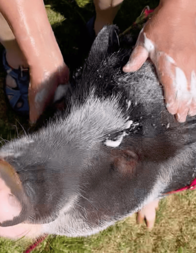 Bathtime with Humphrey the Pig - Joyous Acres