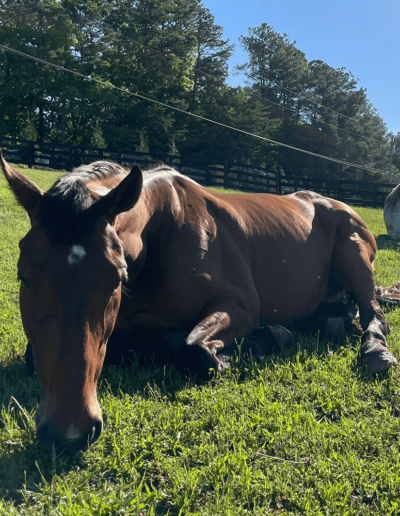 Enduring Honor - Joyous Acres