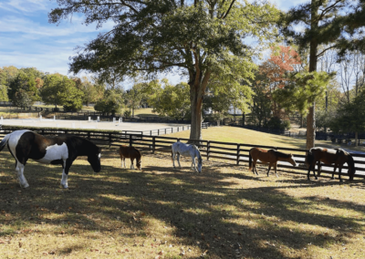 Geronimo the Pinto Onaqui the Mustang Prince the Pony Bella the Arabian Mare and Enduring Honor - Joyous Acres