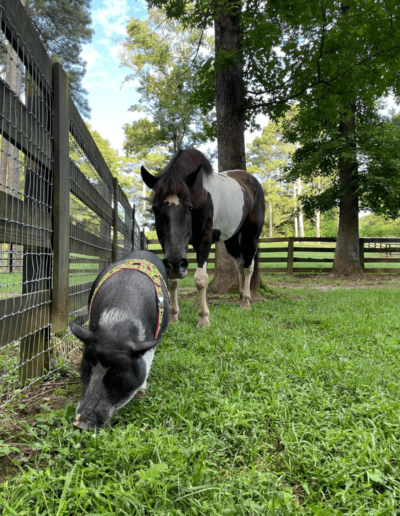 Geronimo the Pinto and Humphrey the Pig - Joyous Acres