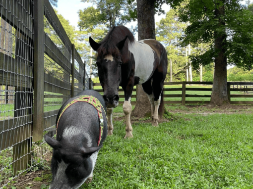 Geronimo the Pinto Draft