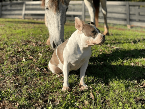 Gertrude the Pitbull