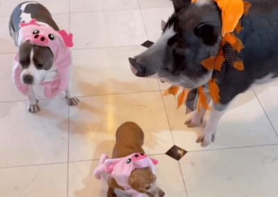 Gertrude the Pitbull Penelope the Chiweenie and Humphrey the Pig - Happy Howl-o-ween - Joyous Acres