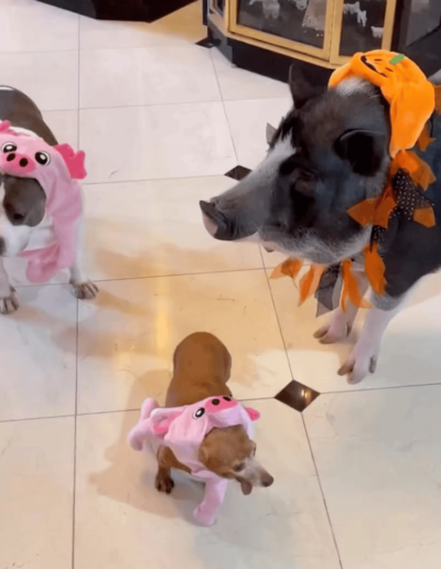 Gertrude the Pitbull Penelope the Chiweenie and Humphrey the Pig - Happy Howl-o-ween - Joyous Acres