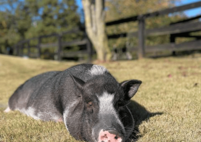 Humphrey the Pig - Joyous Acres