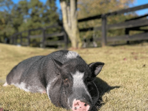 Humphrey the Pig