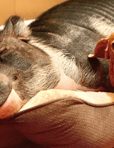 Humphrey the Pig and Penelope the Chiweenie - Joyous Acres