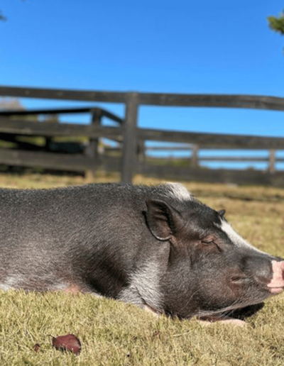 Humphrey the Pig side profile - Joyous Acres