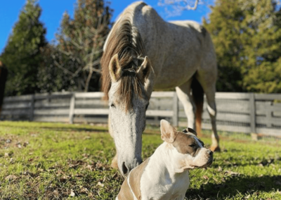 Onaqui the Mustang and Gertrude the Pitbull