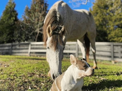 Onaqui the Mustang