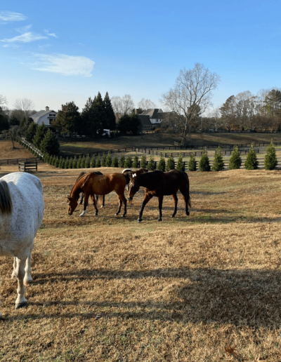 horses in pasture - Joyous Acres